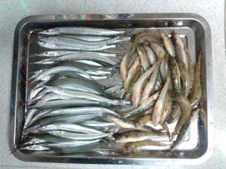 武庫川尻　サヨリとハゼの二本立て