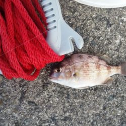 マイクロジギング