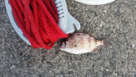 マイクロジギング