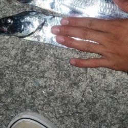 タチウオがキターー！