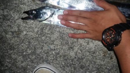 タチウオがキターー！