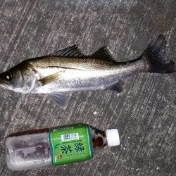 シーバス好調！