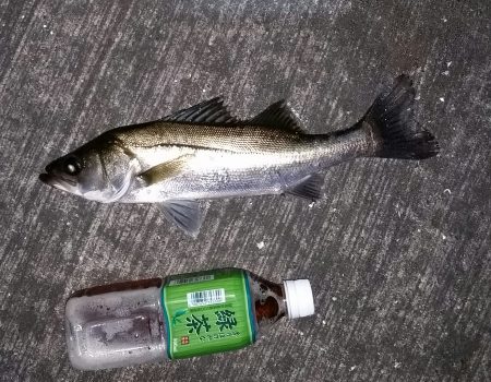 シーバス好調！