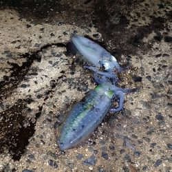 シルバーウィークの　釣果報告。