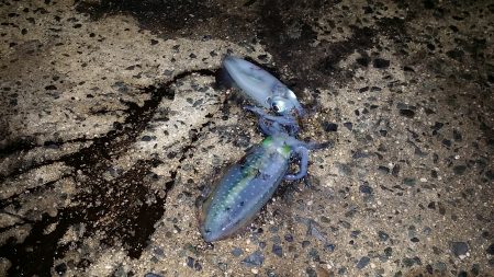 シルバーウィークの　釣果報告。