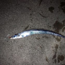 大阪湾奥、そろそろかな?