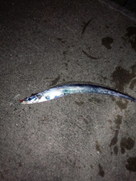 大阪湾奥、そろそろかな?