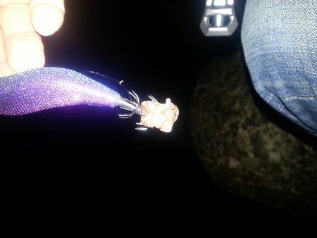 秋アオリ２回目!!!