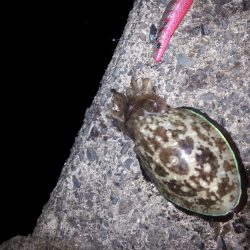 大潮スーパームーン前夜