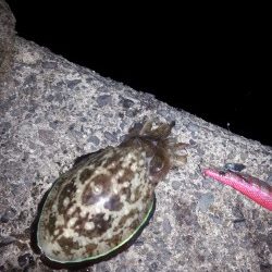 大潮スーパームーン前夜