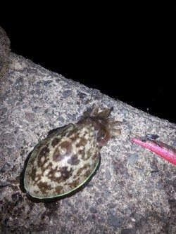 大潮スーパームーン前夜