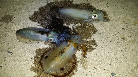 スーパームーンの　底力！！