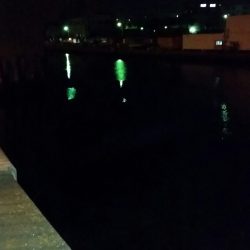 何とか釣れました！