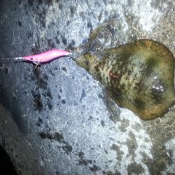 秋アオリ3回目!!!