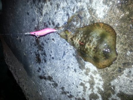 秋アオリ3回目!!!