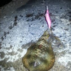 秋アオリ3回目!!!