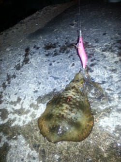 秋アオリ3回目!!!