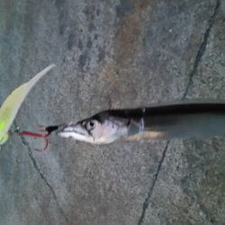 夕まずめにリベンジタッチー。