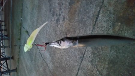 夕まずめにリベンジタッチー。