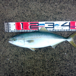 トップでハマチ