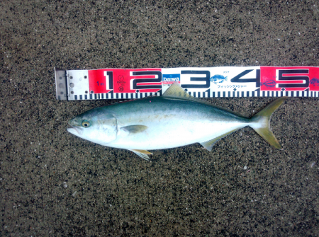 トップでハマチ