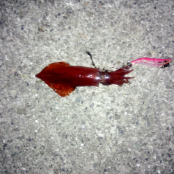 ライトエギングでケンサキイカ