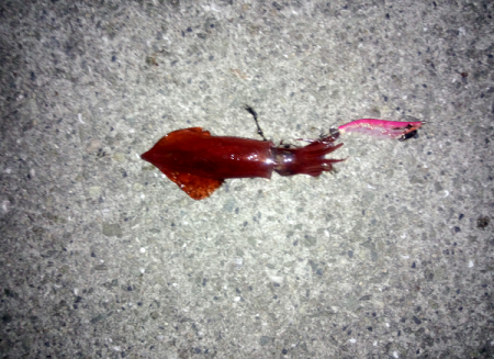 ライトエギングでケンサキイカ