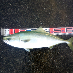 大蔵海岸のトップゲームでメジロ