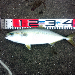 大蔵海岸 青物のミノーイングでハマチ