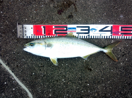 大蔵海岸 青物のミノーイングでハマチ