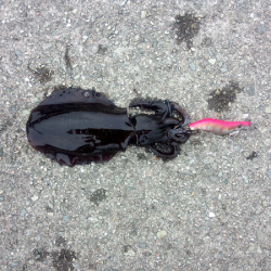 大蔵海岸でアオリイカの新子狙い