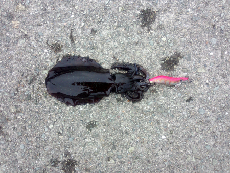 大蔵海岸でアオリイカの新子狙い