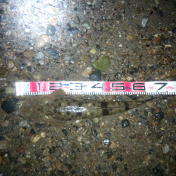 明石川のウェーディングで66cmのマゴチ