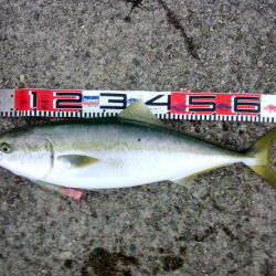 大蔵海岸のトップゲームで68cmのメジロ