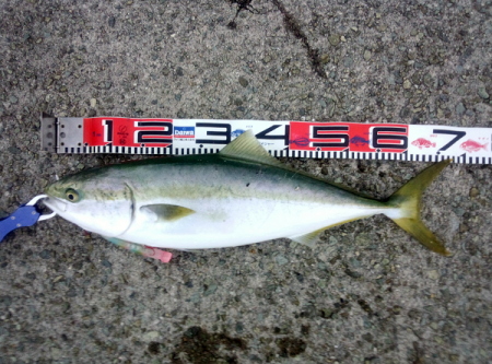 大蔵海岸のトップゲームで68cmのメジロ