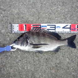 大蔵海岸でチヌのトップゲーム