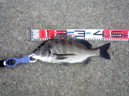 大蔵海岸でチヌのトップゲーム