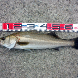 大蔵海岸のトップゲームでシーバス3匹