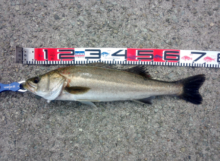 大蔵海岸のトップゲームでシーバス3匹