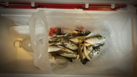 舞洲にタチウオきたー