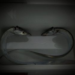 十五夜の月とタチウオ釣り