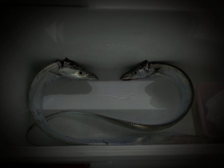 十五夜の月とタチウオ釣り