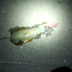 ｹﾝｻｷ　まだいけてるみたい(^_^)