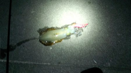 ｹﾝｻｷ　まだいけてるみたい(^_^)