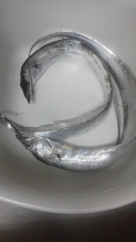 今年初の太刀魚・・・・
