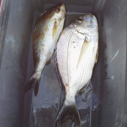 へダイ38cm・・イサキ28cm・・・