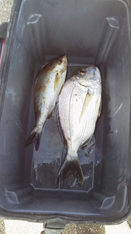 へダイ38cm・・イサキ28cm・・・