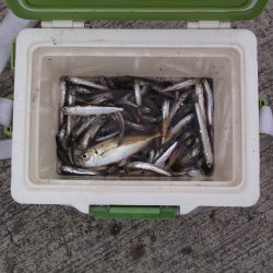 けっこう釣れました