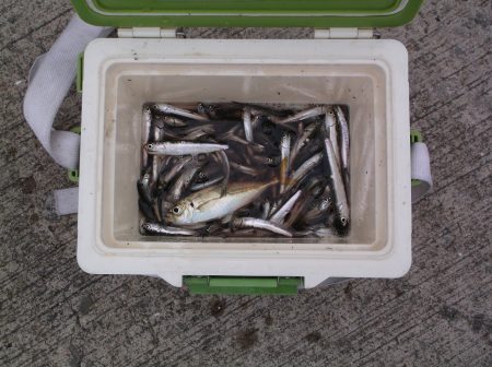 けっこう釣れました