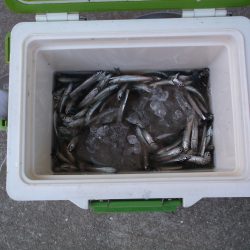 またまた快釣でした